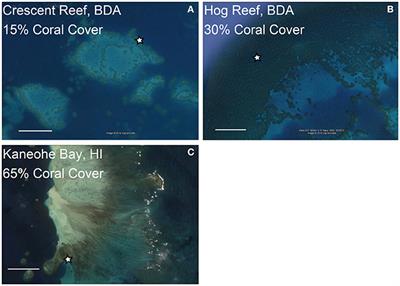 Net Community Metabolism and Seawater Carbonate Chemistry Scale Non-intuitively with Coral Cover